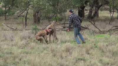 Big 'Roo didn't know what hit him!