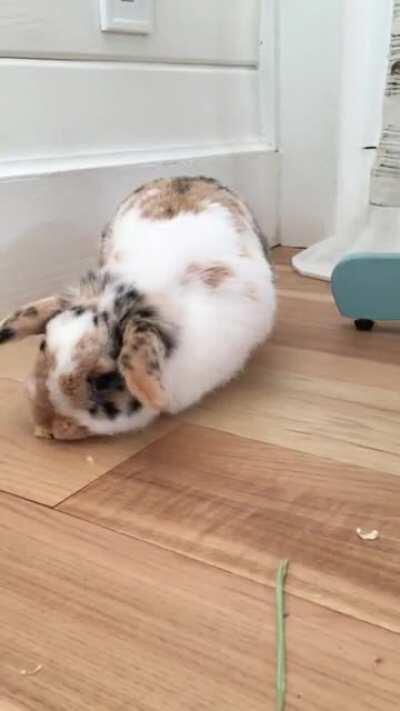 Celebrating Speckles’ six-month birthday with her very first treat ❤️