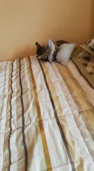 The dimension needed some throw pillows