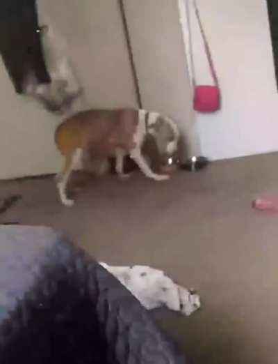 Thanks, I hate aggressive dogs