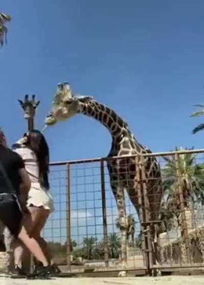 Feeding the giraffe.