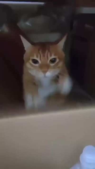 Once braincell in action