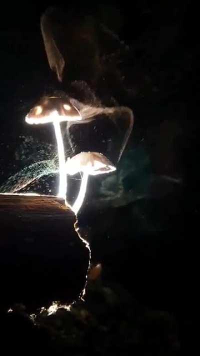 🔥 Mushrooms releasing microscopic spores into the wind to propagate. Credit: Jojo Villareal