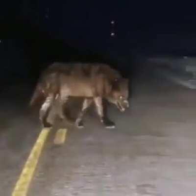 This enormous wolf