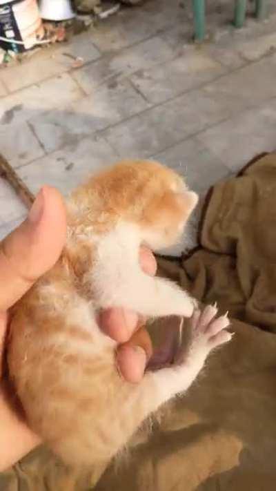 This criminal hiding under our water tank alongside her mum. Bless her cries!