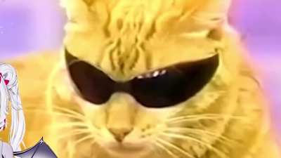 This Cat MOGS You. 😎