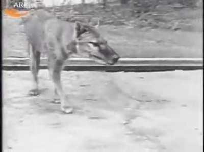 Dünyadaki Son Thylacine'in (Tazmanya Kaplanı) Görüntüleri