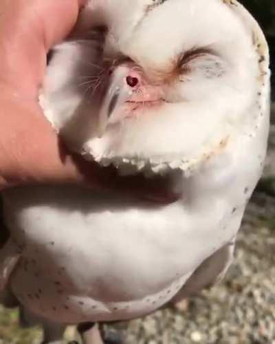 Mr Hooty McOwlface lovin' the scritches