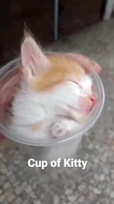 Cup of kitty