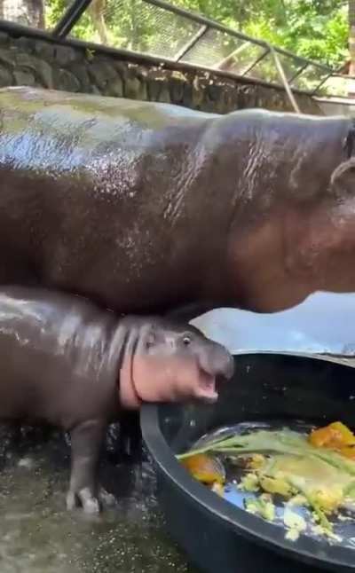 she’s full of energy today too (“i said no shower, human!”)