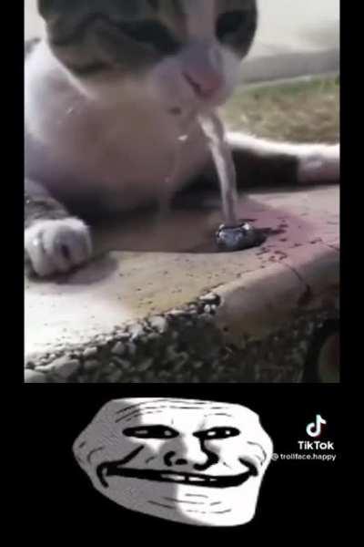 Man helps thirst cat drink water :) tiktok: trollface.happy