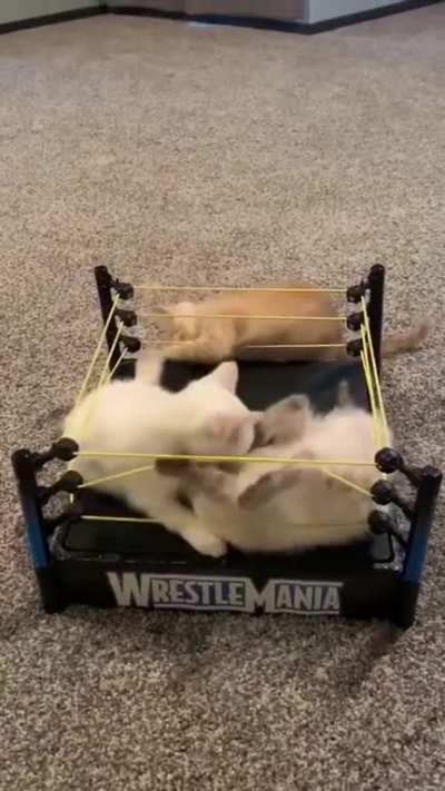 Just some kittens and a $2 thrift store find.