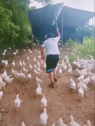 The chicken whisperer