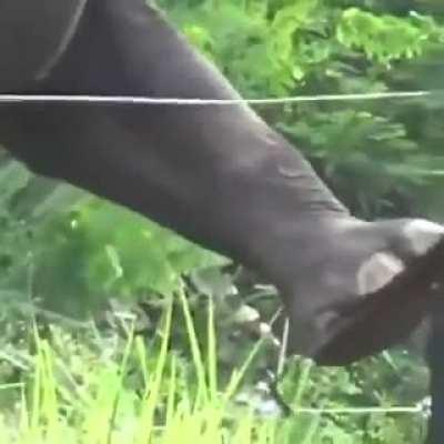 After learning that it was an electric fence, the elephant now knows how to bypass the fence