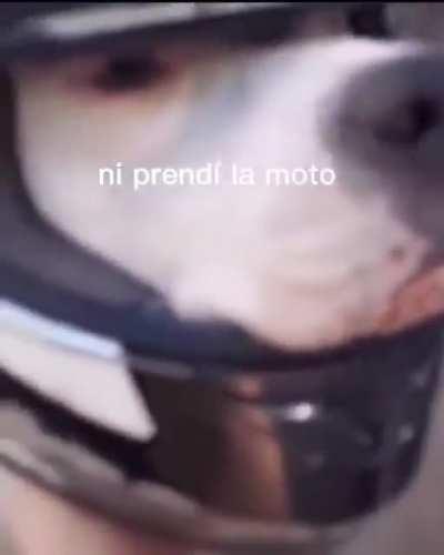 Perro motociclón 😎
