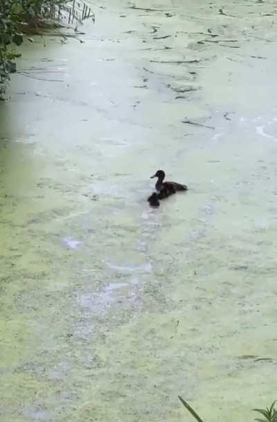 A mother duck playing hide and seek with her babies