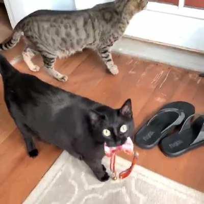 Scout likes to bring her collar to me to tell me she wants to enjoy the sunny backyard. Enjoy the compilation!