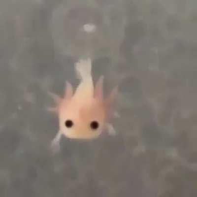 Feeling cute, might eat 5 of my brothers later