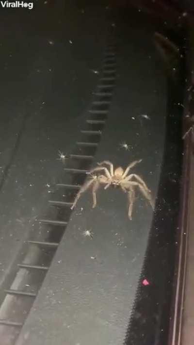 Spider with his little ones takes over a car in Australia