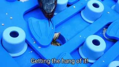 Found this video on facebook. What is smartass snake on the video?