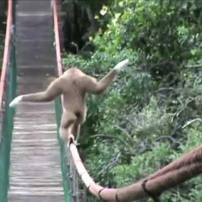 Monkey shows some pretty skills