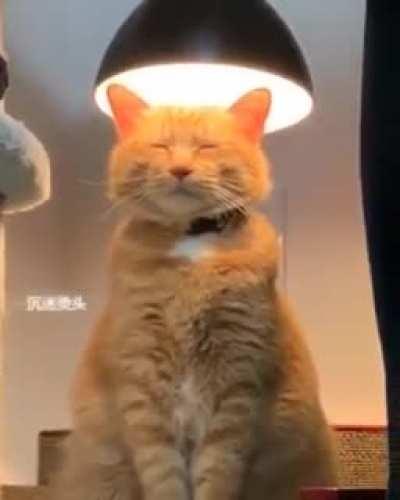 This kitty that found self enlightenment