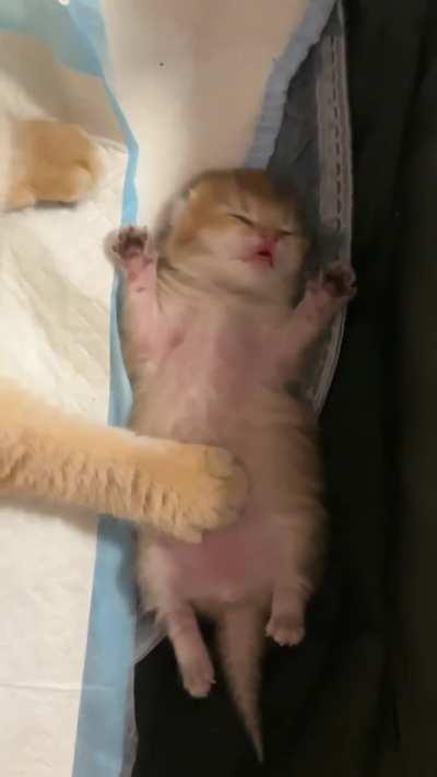 Proud mom and her little precious angel!🧡😻🐾