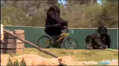 Gorilla riding a bicycle