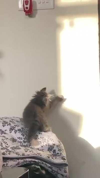 Mishti playing with her shadow ❤️