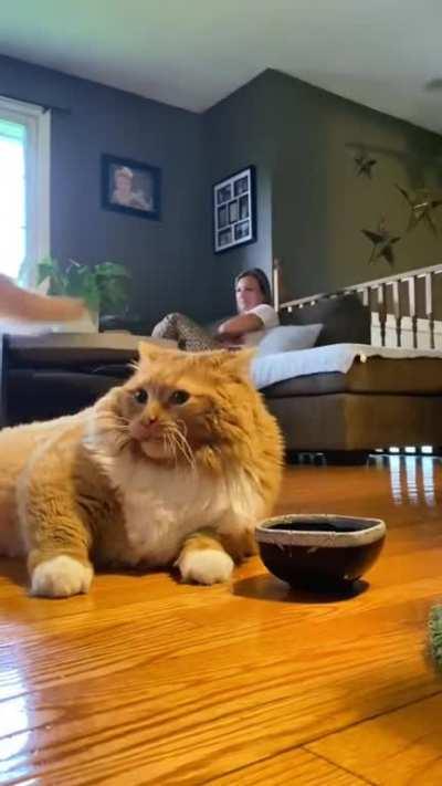 Chonker Lazily Demands Owner Fill The Bowl