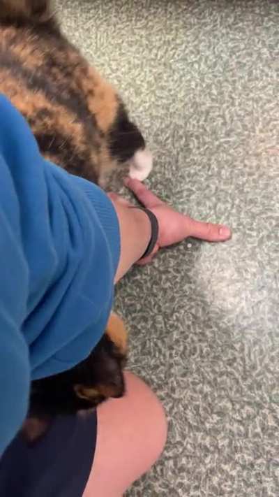 Friendly kitty at the local nature center