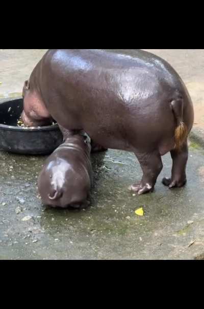 her little tail flicks