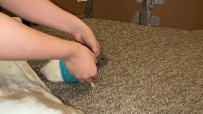 Blueberry (the rat) does some tricks