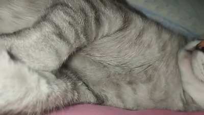 É normal ele respirar assim?