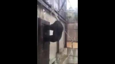 When Meta Runner s2 almost coming out but my mom say no more phone