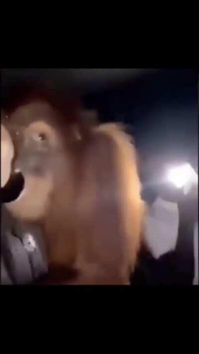 monke viving his moster