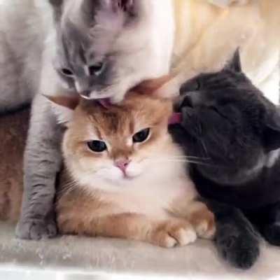 Milo is spoiled 😹