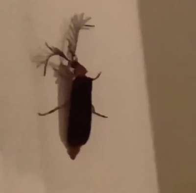 eyelash bug