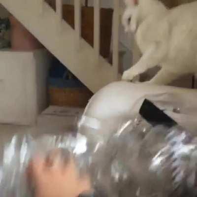 White cat gets so scared he actually changes color