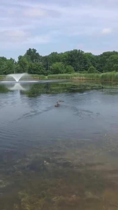 These ten ducklings were found orphaned and they were brought to a pet duck called Stella who had just hatched nine of her own two weeks prior. She immediately claimed the ten as her own.