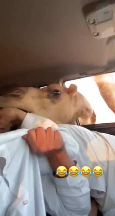 WCGW feeding a Camel!
