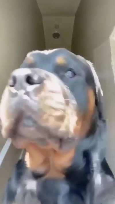 Quieren ver un peeerrrrooo?