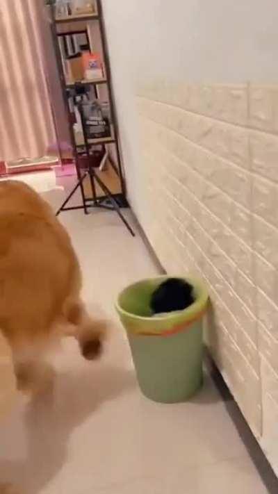 Golden Retriever being jealous