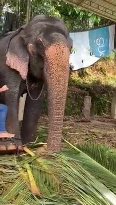 Instant Regret Mounting an elephant