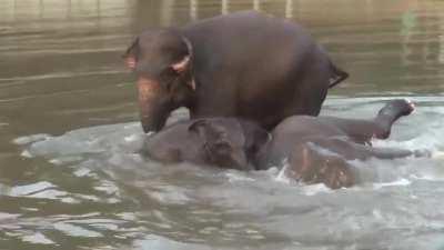 Family River Frolick - Happy Sounds Too(t)!