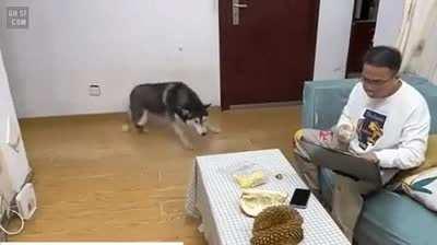 Пёсель нюхнул дуриан