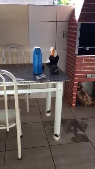 Toucan stealing cigarettes; cat outraged.