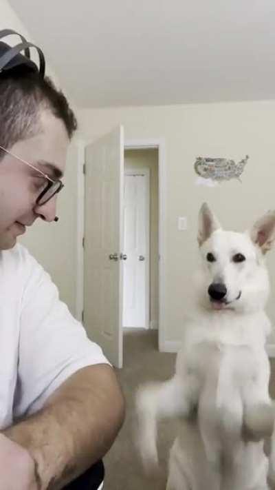 Get a German Shepherd they said, it’ll be fun they said. ( which honestly is lmao)