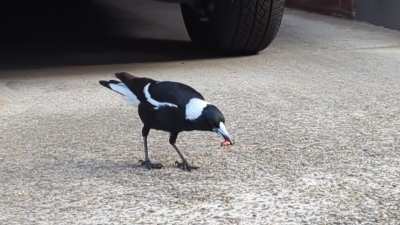 Early bird gets the roach