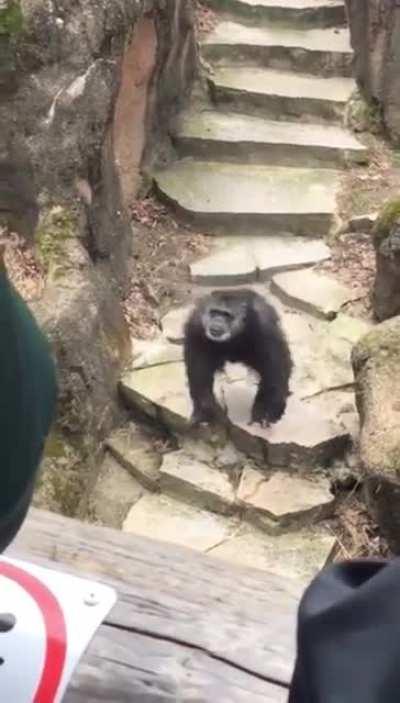 Chimp throws its own shit at an old lady and scores a headshot